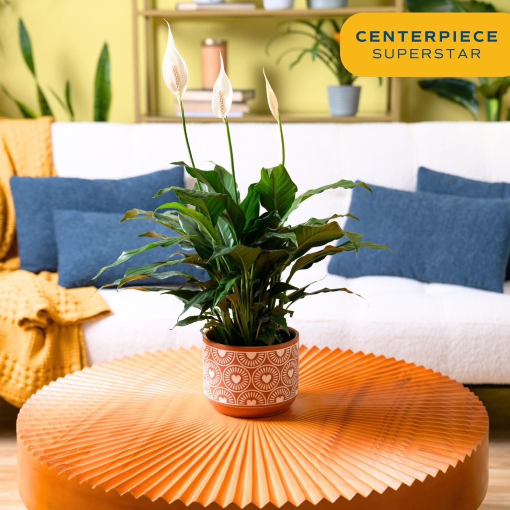 Costa Farms Spathiphyllum Peace Lily Live Indoor Plant